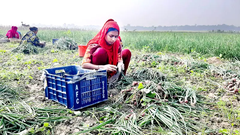 রাজবাড়ীতে অসময়ে পেঁয়াজ উঠানোর হিড়িক