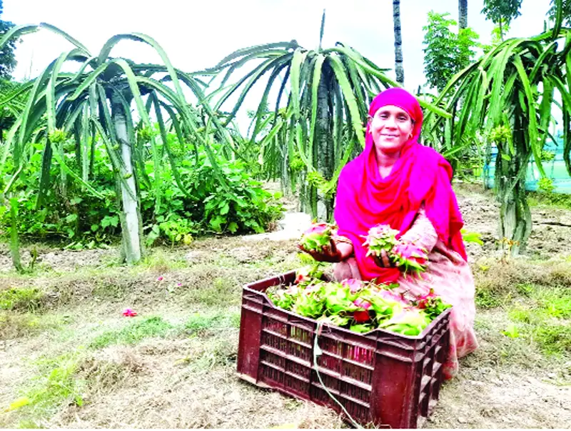 ড্রাগন চাষ চম্পা বেগমের সাফল্য ড্রাগন চাষ চম্পা বেগমের সাফল্য