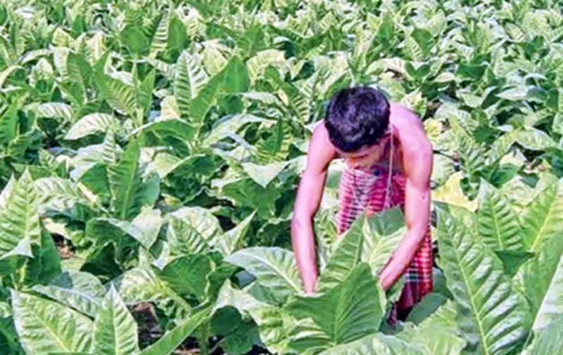 খাদ্য নিরাপত্তায় হুমকি ‘তামাক’ খাদ্য নিরাপত্তায় হুমকি ‘তামাক’