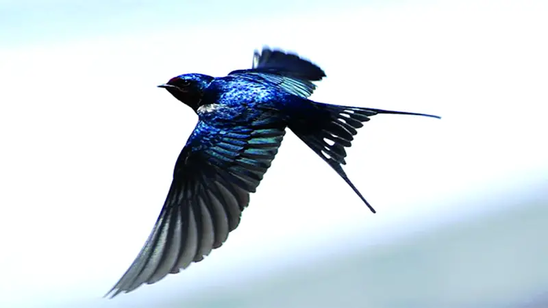 সুদর্শন পাখির নিরাপদ বসত সুদর্শন পাখির নিরাপদ বসত