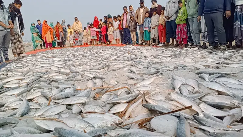 পদ্মা সেতুর উত্তর প্রান্তে দুই টন জাটকাসহ আটক ১ পদ্মা সেতুর উত্তর প্রান্তে দুই টন জাটকাসহ আটক ১