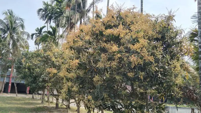গাছে গাছে ছেঁয়ে গেছে সোনালী রঙের আমের মুকুল