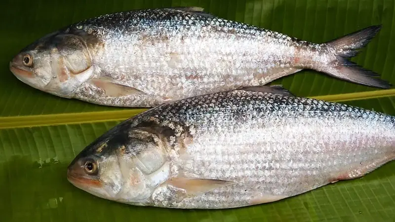 বৈশাখে ইলিশের দাম আকাশচুম্বি বৈশাখে ইলিশের দাম আকাশচুম্বি