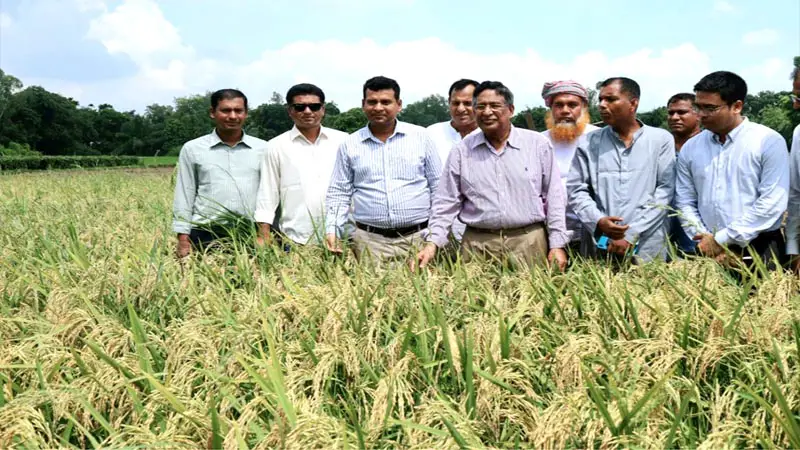 ব্রি৯৮ আউশ ধান খাদ্য নিরাপত্তায় বিরাট ভূমিকা রাখবে ব্রি৯৮ আউশ ধান খাদ্য নিরাপত্তায় বিরাট ভূমিকা রাখবে