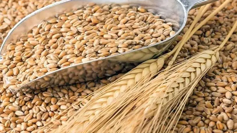 বিশ্ববাজারে গমের মূল্য সর্বনিম্ন বিশ্ববাজারে গমের মূল্য সর্বনিম্ন