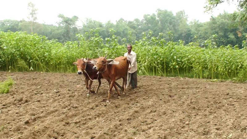 যান্ত্রিকতার ছোঁয়ায় হারিয়ে যাচ্ছে ঐতিহ্যের গরুর হাল যান্ত্রিকতার ছোঁয়ায় হারিয়ে যাচ্ছে ঐতিহ্যের গরুর হাল