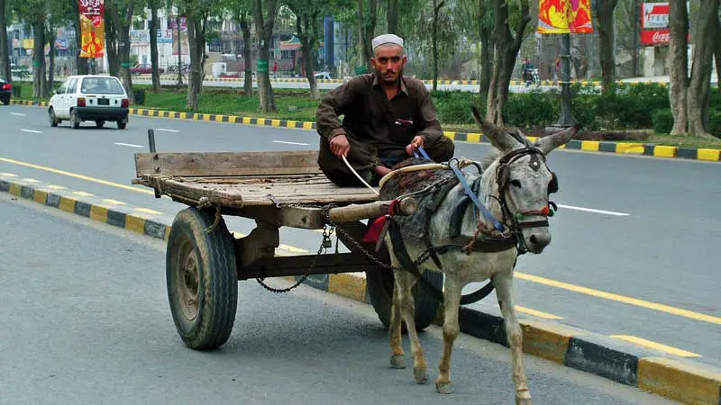 পাকিস্তানে বাড়ছে গাধার সংখ্যা