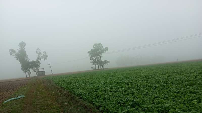 ঘন কুয়াশার সঙ্গে বেড়েছে শীতের তীব্রতা