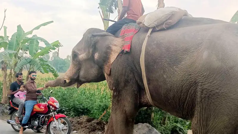 দুই যুবককে ৬ মাসের কারাদণ্ড, হাতি দিয়ে চাঁদাবাজি বন্ধ হবে কবে? 