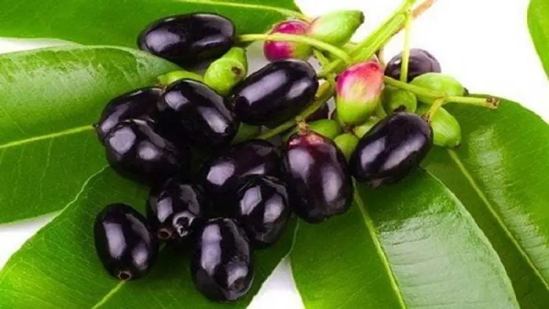 জাম খাওয়ার যত উপকার জাম খাওয়ার যত উপকার
