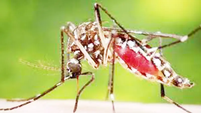 ডেঙ্গু ঝুঁকিতে বেশি শিশুরা, আতঙ্কে অভিভাবক ডেঙ্গু ঝুঁকিতে বেশি শিশুরা, আতঙ্কে অভিভাবক
