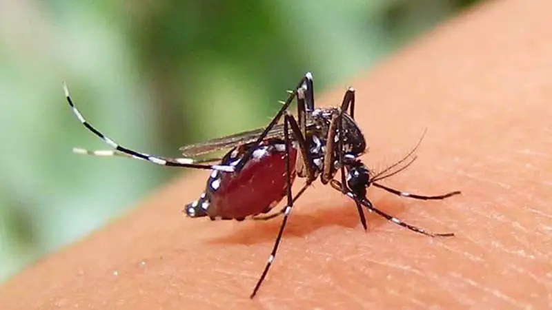 ডেঙ্গুতে আরো ১৬ মৃত্যু, হাসপাতালে ভর্তি ২৬০৮ ডেঙ্গুতে আরো ১৬ মৃত্যু, হাসপাতালে ভর্তি ২৬০৮