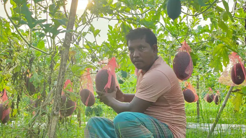 অসময়ে গাছে গাছে ঝুলছে গাঁড় সবুজ রঙের তরমুজ অসময়ে গাছে গাছে ঝুলছে গাঁড় সবুজ রঙের তরমুজ