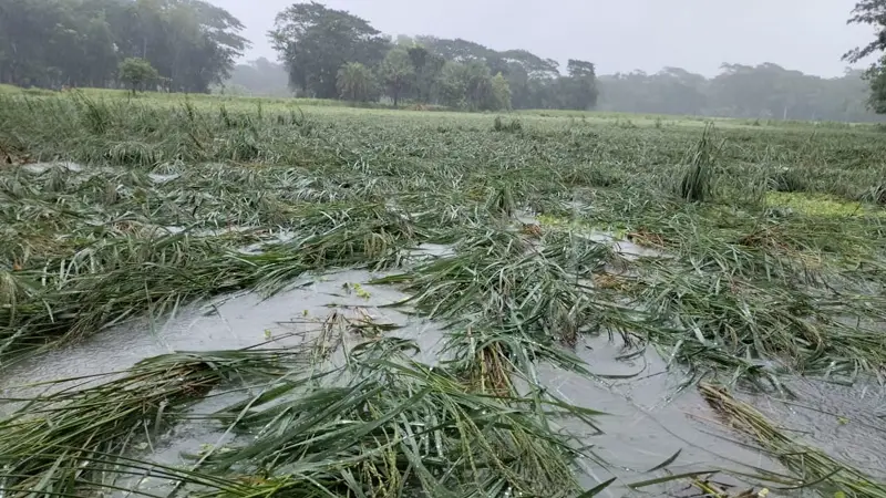 ঘূর্ণিঝড় মিধিলির প্রভাবে পানির নিচে ধান, কৃষকের মাথায় হাত! ঘূর্ণিঝড় মিধিলির প্রভাবে পানির নিচে ধান, কৃষকের মাথায় হাত!
