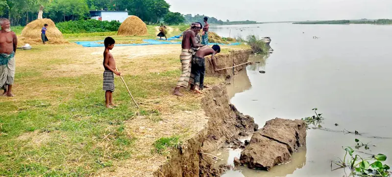 কুষ্টিয়ায় পদ্মার তীব্র ভাঙনে কুষ্টিয়ায় পদ্মার তীব্র ভাঙনে