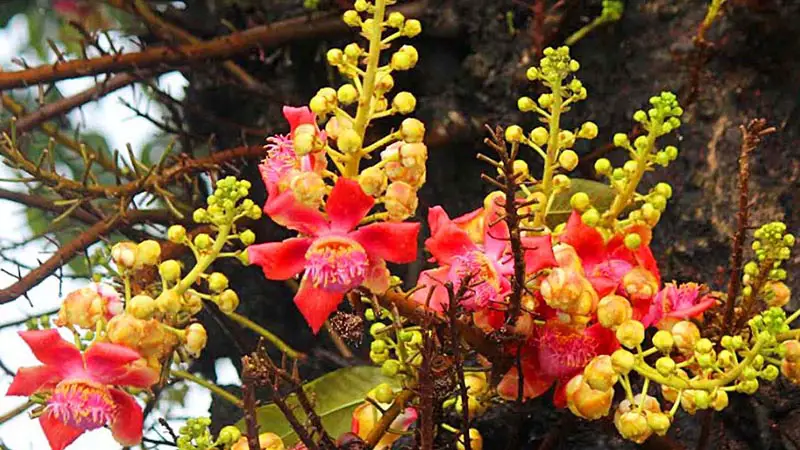 সিডনিতে বসন্ত উৎসব রবিবার সিডনিতে বসন্ত উৎসব রবিবার