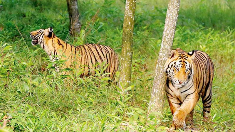 সাতসকালে কৃষকের ওপর হামলা চালায় বাঘ সাতসকালে কৃষকের ওপর হামলা চালায় বাঘ