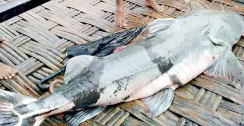 তিস্তায় ধরা পড়ল ৭২ কেজির বাঘাইড়