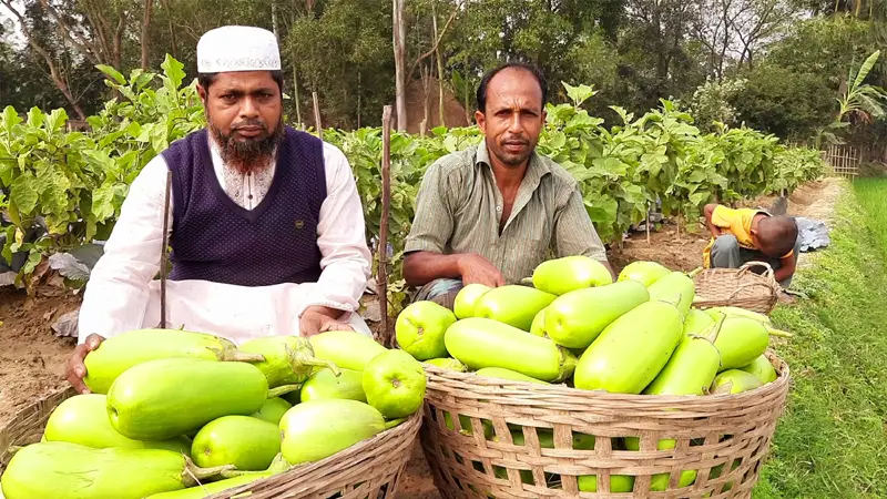 বারী-১২ জাতের বেগুন চাষে কৃষকের মুখে হাসি বারী-১২ জাতের বেগুন চাষে কৃষকের মুখে হাসি