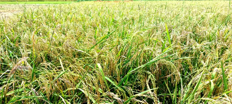 চুয়াডাঙ্গায় ব্রি ধান-৯৮ চাষে বাম্পার ফলন চুয়াডাঙ্গায় ব্রি ধান-৯৮ চাষে বাম্পার ফলন