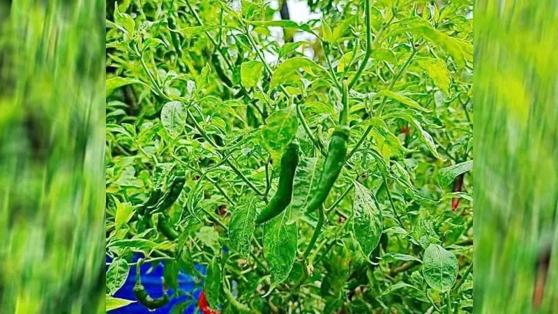 প্রধানমন্ত্রীর গণভবনে ছাদ বাগান, ফল এলো গাছে প্রধানমন্ত্রীর গণভবনে ছাদ বাগান, ফল এলো গাছে
