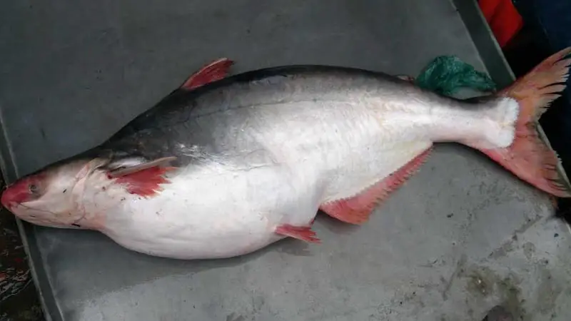 এক পাঙ্গাসের দাম ১০ হাজার টাকা এক পাঙ্গাসের দাম ১০ হাজার টাকা