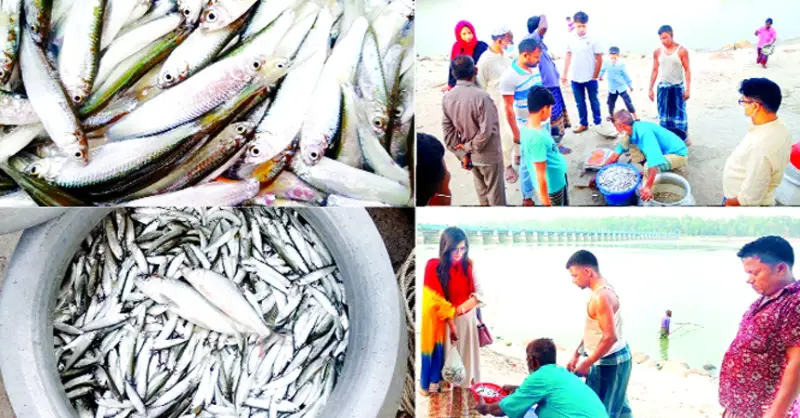 তিস্তায় বৈরালি, যমুনায় শৈরালি, রংপুরে পরিচয় রুপালি তিস্তায় বৈরালি, যমুনায় শৈরালি, রংপুরে পরিচয় রুপালি