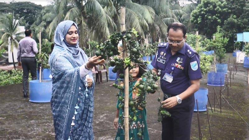 পুলিশের ছাদ বাগানের গাছে গাছে ঝুলছে লেবু, ডালিম, মাল্টা পুলিশের ছাদ বাগানের গাছে গাছে ঝুলছে লেবু, ডালিম, মাল্টা