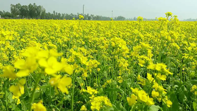 চলনবিলের মাঠে হলুদ সরিষা ফুলের সমারোহ