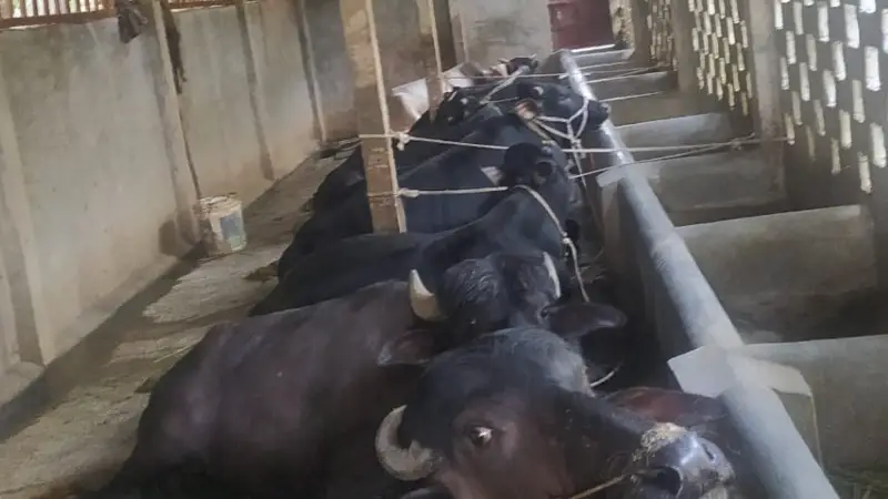 হরমোন নয়, প্রাকৃতিক উপায়েই গরু মোটা করছে খামারিরা হরমোন নয়, প্রাকৃতিক উপায়েই গরু মোটা করছে খামারিরা