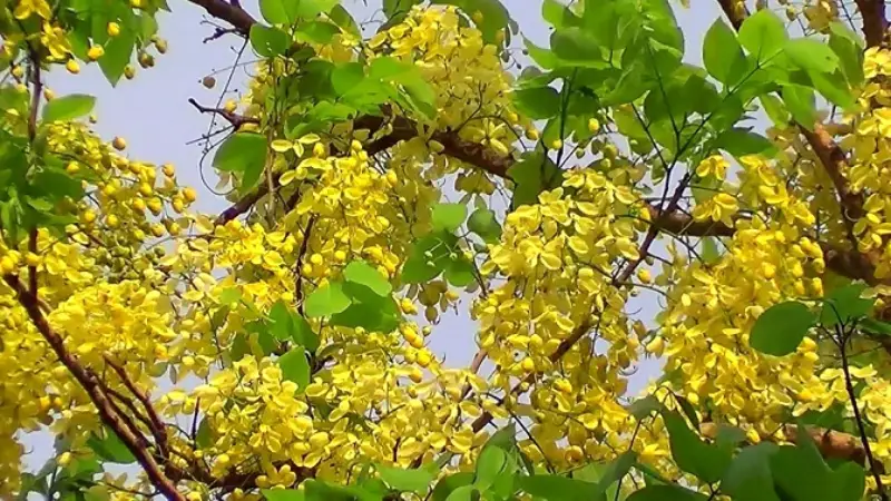মতলব উত্তরের প্রকৃতিতে সোনালুর সোনালি শোভা মতলব উত্তরের প্রকৃতিতে সোনালুর সোনালি শোভা