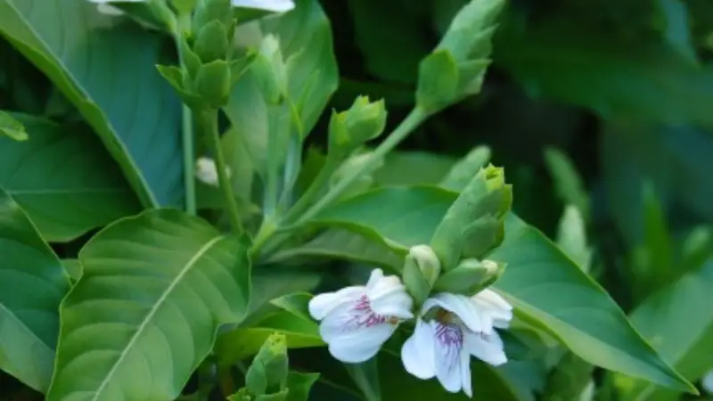 বিলুপ্ত হয়ে পড়ছে ভেষজ রত্ন বাসক পাতার গাছ বিলুপ্ত হয়ে পড়ছে ভেষজ রত্ন বাসক পাতার গাছ