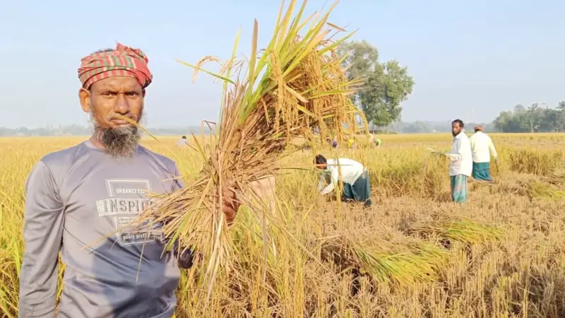 বাম্পার ফলনের স্বস্তি, নালিতাবাড়ীতে কৃষকের প্রত্যাশা ন্যায্য দামের বাম্পার ফলনের স্বস্তি, নালিতাবাড়ীতে কৃষকের প্রত্যাশা ন্যায্য দামের