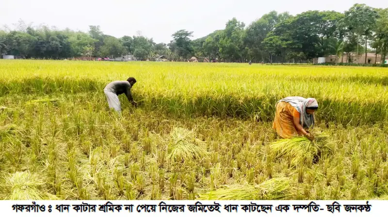 হারভেস্টার মালিকদের স্বেচ্ছাচারিতায় ধান কাটা নিয়ে বিপাকে কৃষক হারভেস্টার মালিকদের স্বেচ্ছাচারিতায় ধান কাটা নিয়ে বিপাকে কৃষক
