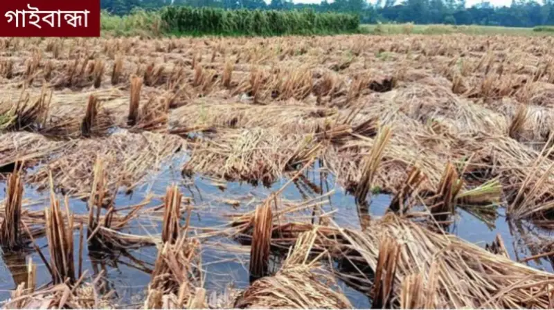 গাইবান্ধায় টানা বৃষ্টিতে ধান-খড় শুকাতে হিমশিম, ক্ষতির মুখে হাজারো কৃষক গাইবান্ধায় টানা বৃষ্টিতে ধান-খড় শুকাতে হিমশিম, ক্ষতির মুখে হাজারো কৃষক