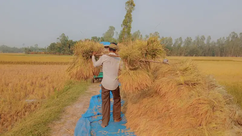 গরমে ধান কাটা নিয়ে বিপাকে কৃষক গরমে ধান কাটা নিয়ে বিপাকে কৃষক