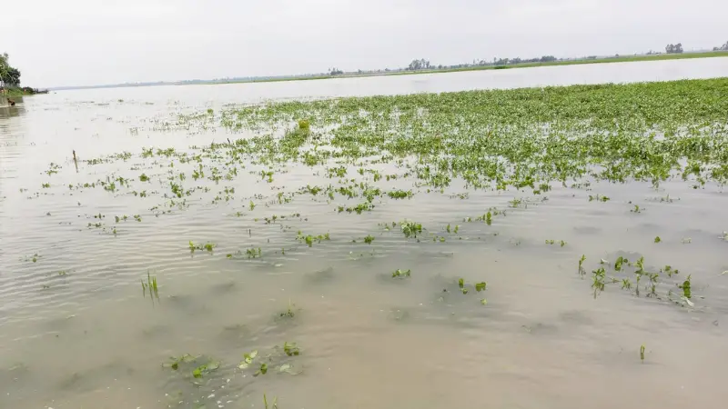 তিস্তায় হঠাৎ পানি বৃদ্ধিতে ক্ষেতের ফসল ডুবে যাওয়ায় দুশ্চিন্তায় কৃষক তিস্তায় হঠাৎ পানি বৃদ্ধিতে ক্ষেতের ফসল ডুবে যাওয়ায় দুশ্চিন্তায় কৃষক