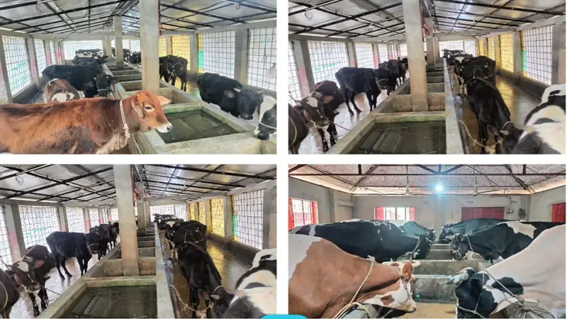 পাঁচটি গরু থেকে কোটিপতি সফল উদ্যোক্তা বাদল তালুকদার পাঁচটি গরু থেকে কোটিপতি সফল উদ্যোক্তা বাদল তালুকদার
