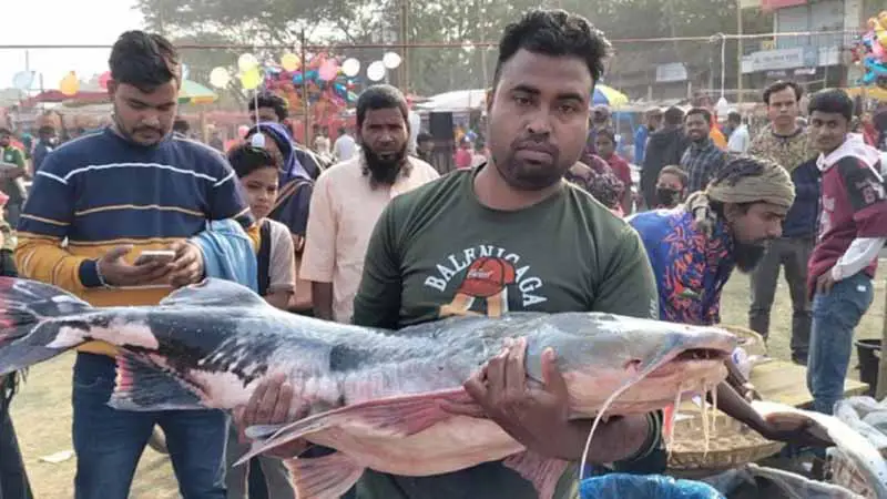 বাঘাইড় মাছের ওজন ৩৫ কেজি, দাম ৩ লাখ টাকা বাঘাইড় মাছের ওজন ৩৫ কেজি, দাম ৩ লাখ টাকা