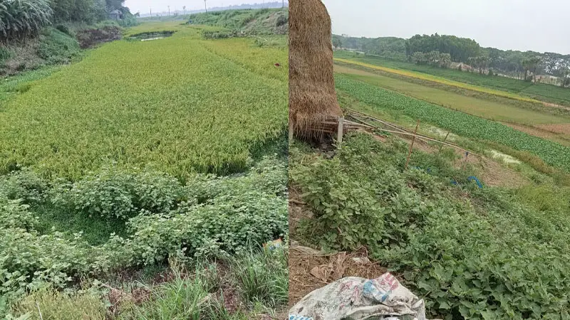 এক সময়ের খরস্রোতা বড়াল নদীতে এখন চাষ হয় বোরো ধান