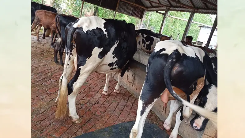 প্যান্ট-শার্ট পরে গরু চুরি! যা ঘটলো ভাঙ্গুড়ায় 