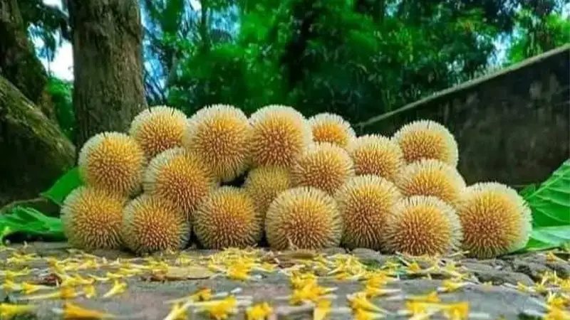 বর্ষায় কদম ফুলের পেছনের অবিশ্বাস্য কাহিনি বর্ষায় কদম ফুলের পেছনের অবিশ্বাস্য কাহিনি