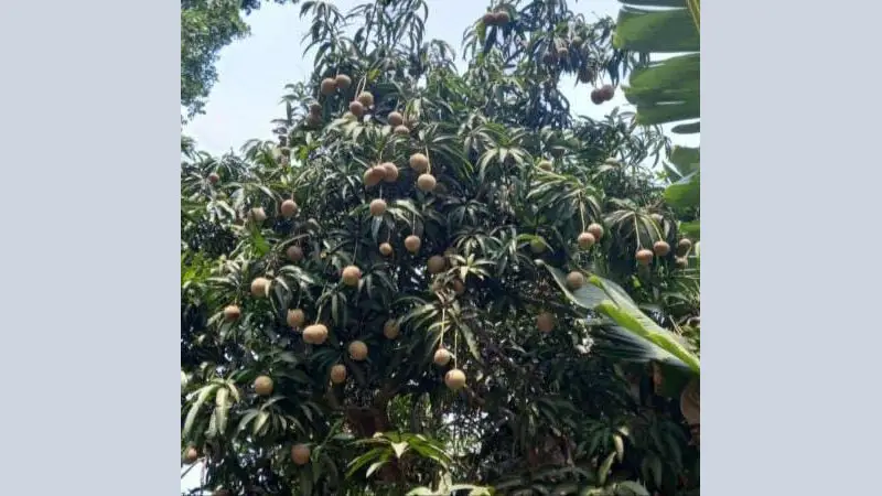 পাইকগাছায় লতা আমে ছত্রাকের আক্রমণ, বাজারে ধস পাইকগাছায় লতা আমে ছত্রাকের আক্রমণ, বাজারে ধস