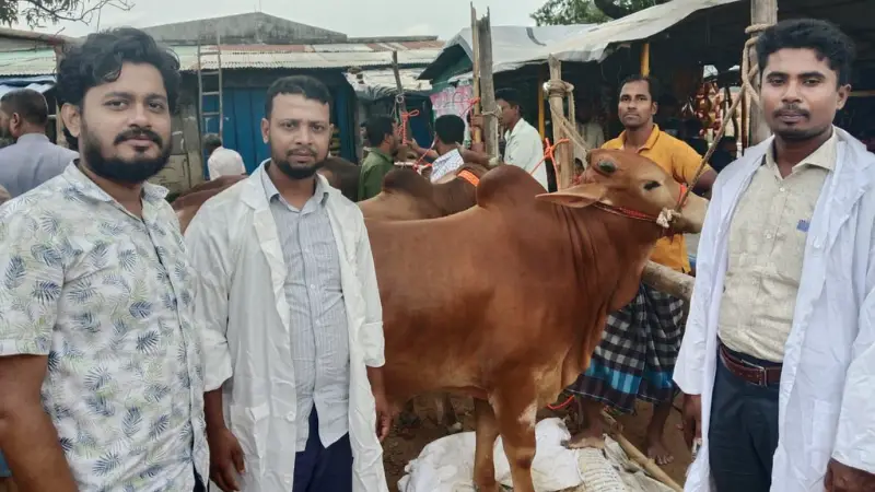 সাতকানিয়ায় পশুর হাটে তৎপর ভেটেরিনারি মেডিকেল টিম সাতকানিয়ায় পশুর হাটে তৎপর ভেটেরিনারি মেডিকেল টিম