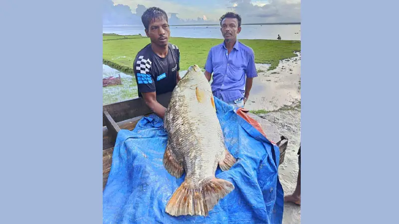হাতিয়ায় জেলের জালে ২৫ কেজি ওজনের কোরাল মাছ 