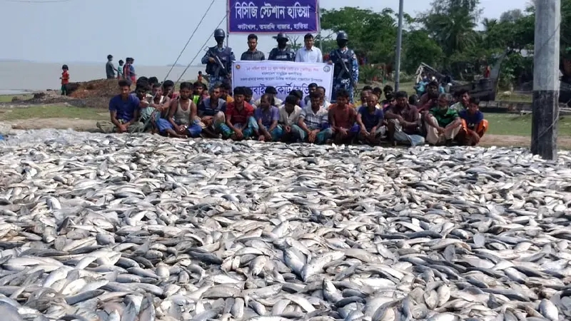 হাতিয়ায় যৌথ অভিযানে ১৫০ মণ ইলিশ জব্দ হাতিয়ায় যৌথ অভিযানে ১৫০ মণ ইলিশ জব্দ