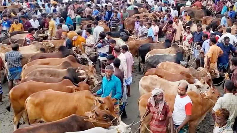 কাউনিয়ায় শেষ মুহূর্তে জমে উঠেছে পশুর হাট, ছোট ও মাঝারি গরুর চাহিদা বেশি কাউনিয়ায় শেষ মুহূর্তে জমে উঠেছে পশুর হাট, ছোট ও মাঝারি গরুর চাহিদা বেশি