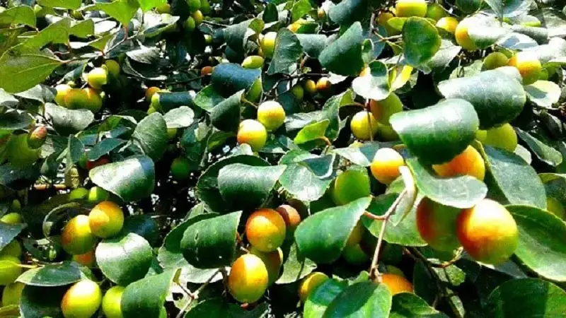 স্বাস্থ্য সুরক্ষায় বরই পাতা স্বাস্থ্য সুরক্ষায় বরই পাতা