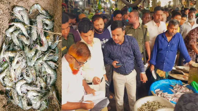 বাজারে ভেজাল চিংড়ি, ইউএনওর মোবাইল কোর্টে জরিমানা বাজারে ভেজাল চিংড়ি, ইউএনওর মোবাইল কোর্টে জরিমানা