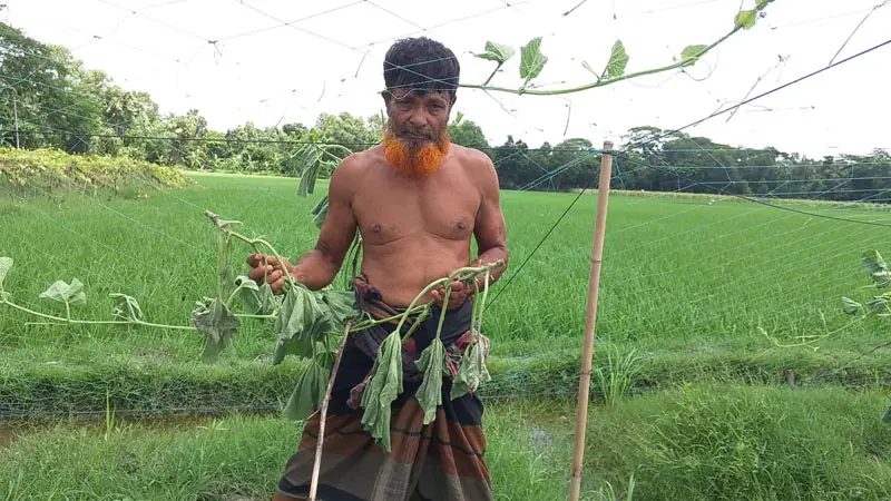 শত্রুতার বলি ১১৫টি লাউগাছ, কৃষকের সর্বনাশ শত্রুতার বলি ১১৫টি লাউগাছ, কৃষকের সর্বনাশ